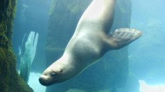 Julius, the oldest male Steller sea lion in captivity