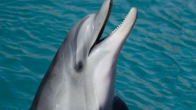 bottlenose dolphin