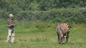 Zebra Stripes (IMAGE)