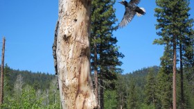 Black-Backed Woodpecker in a Sierra Forest (IMAGE)