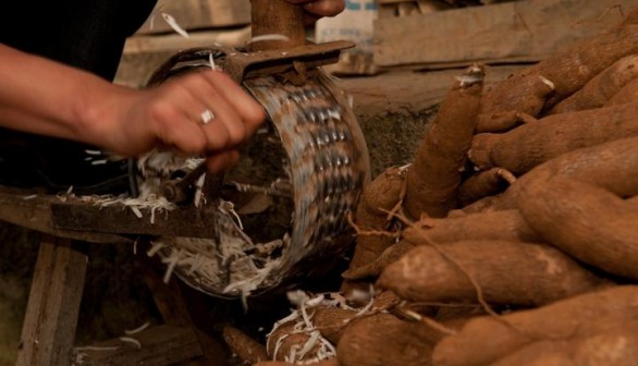 Cassava Processing (IMAGE)