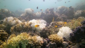 Coral bleaching