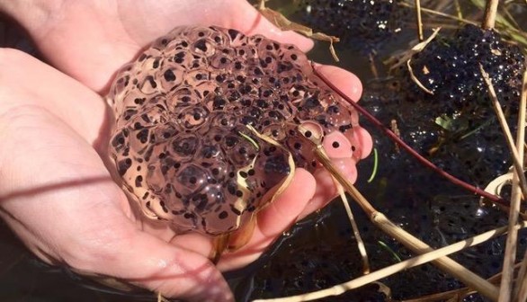 Wood Frog Embryos (IMAGE)