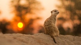 Meerkat (IMAGE)