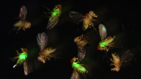 Fruit Flies with Mutated Antimicrobial Peptides (Fluorescence Imaging) (IMAGE)