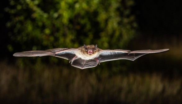 Nathusius' Bat (IMAGE)