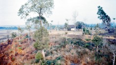 Defoliated Vegetation After Agent Orange Application (IMAGE)