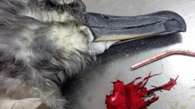 Grey Headed Albatross Autopsy (IMAGE)