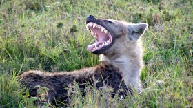 Hyena (IMAGE)