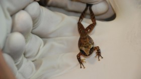 Frog Species with Promising Skin Bacteria (IMAGE)