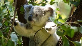 Koala Spotting With Drones (IMAGE)