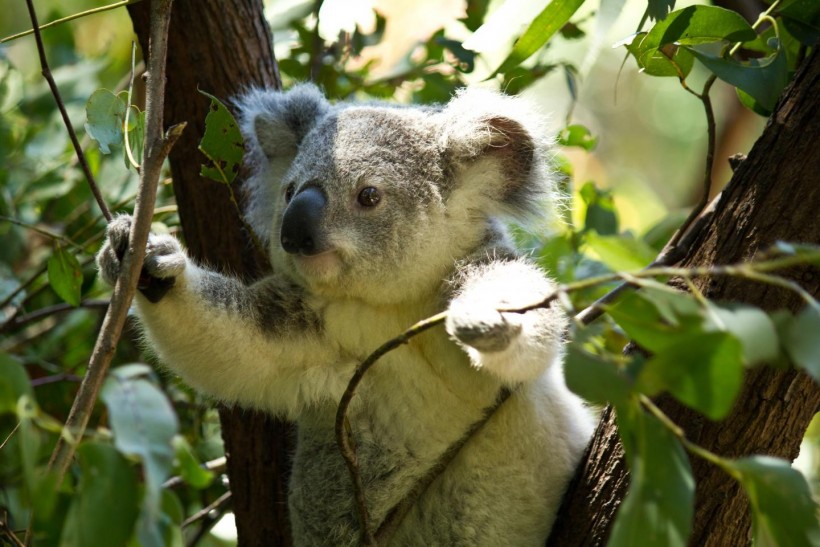Koala Spotting With Drones (IMAGE)