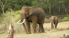 Asian Elephant (IMAGE)