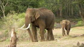 Asian Elephant (IMAGE)