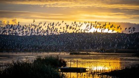 Sunset of birds