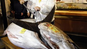 Bluefin tuna