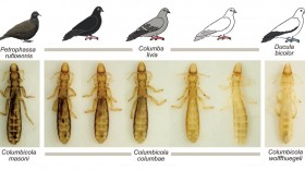 Preening Drives Divergent Camouflage In Feather Lice (IMAGE)