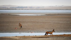 Jackals Feeding on Waterfowl in Namibia (IMAGE)