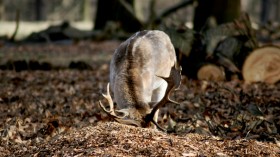 woodland caribou endangered