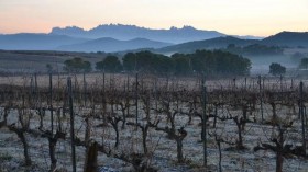 Ecological Vineyards (IMAGE)