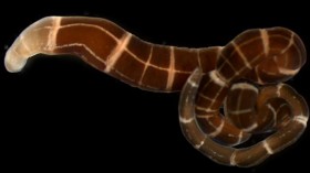 Ribbonworm Regenerating a Head (IMAGE)