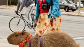 Rats could grow as large as the capybara - the largest rodent in the world, pictured above