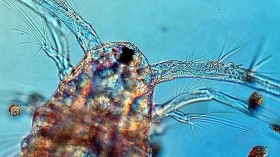 Copepod Close Up (IMAGE)