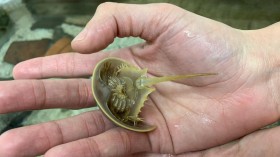 Horseshoe Crab (IMAGE)