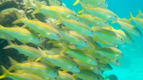 A School Of Yellow-Lined Goatfish (IMAGE)