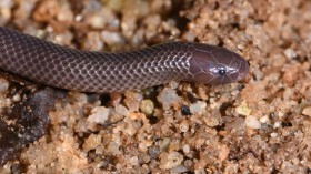 Close up of the the First Discovered Specimen of the Branch's Stiletto Snake (IMAGE)