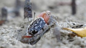 Fiddler Crab (IMAGE)