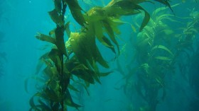 Giant kelp (Macrocystis pyrifera)