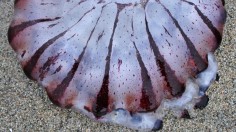 Purple-Striped Jellyfish (IMAGE)