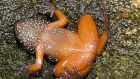 Orange Belly of Astrobatrachus kurichiyana (IMAGE)