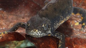 Great Crested Newt (IMAGE)