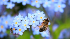 Bee with flower