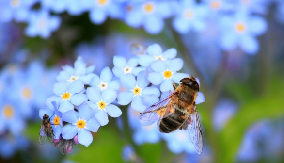 Bee with flower