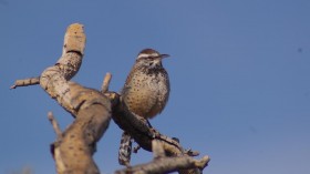 Cactus Wren (IMAGE)