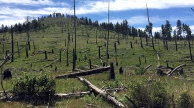 Idaho Complex Fire Aftermath (IMAGE)