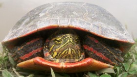 Painted Turtle (IMAGE)