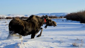 Collared Moose (IMAGE)