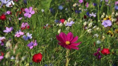 wildflowers