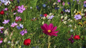 wildflowers