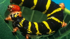 Caterpillar Herbivory (IMAGE)