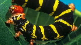 Caterpillar Herbivory (IMAGE)