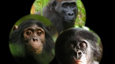 African Great Apes (IMAGE)