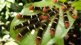 Gregarious Caterpillars (IMAGE)