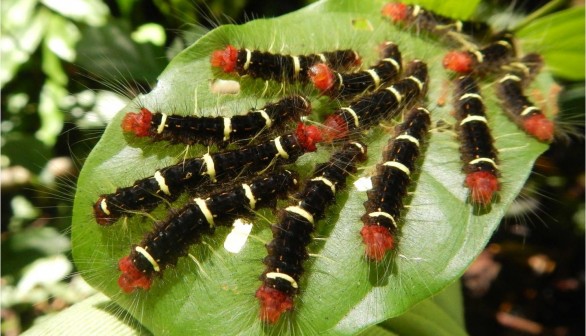 Gregarious Caterpillars (IMAGE)