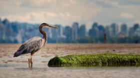 Climate change negatively affects waterbirds in the American West (Image)