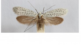 Ermine Moth (IMAGE)